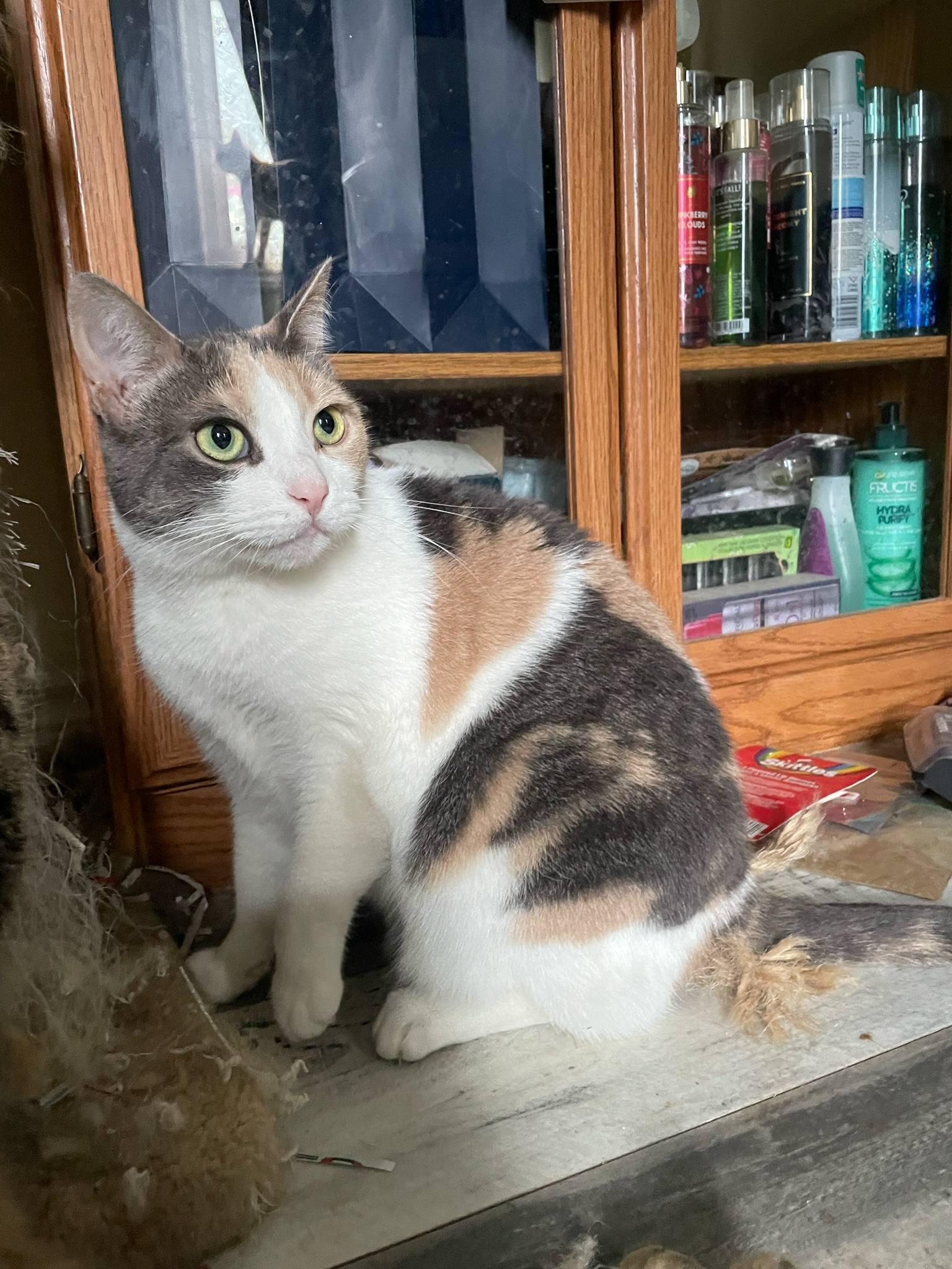 Enlarge Harley, a Adoptable American Shorthair in Chatham, ON image 6/6