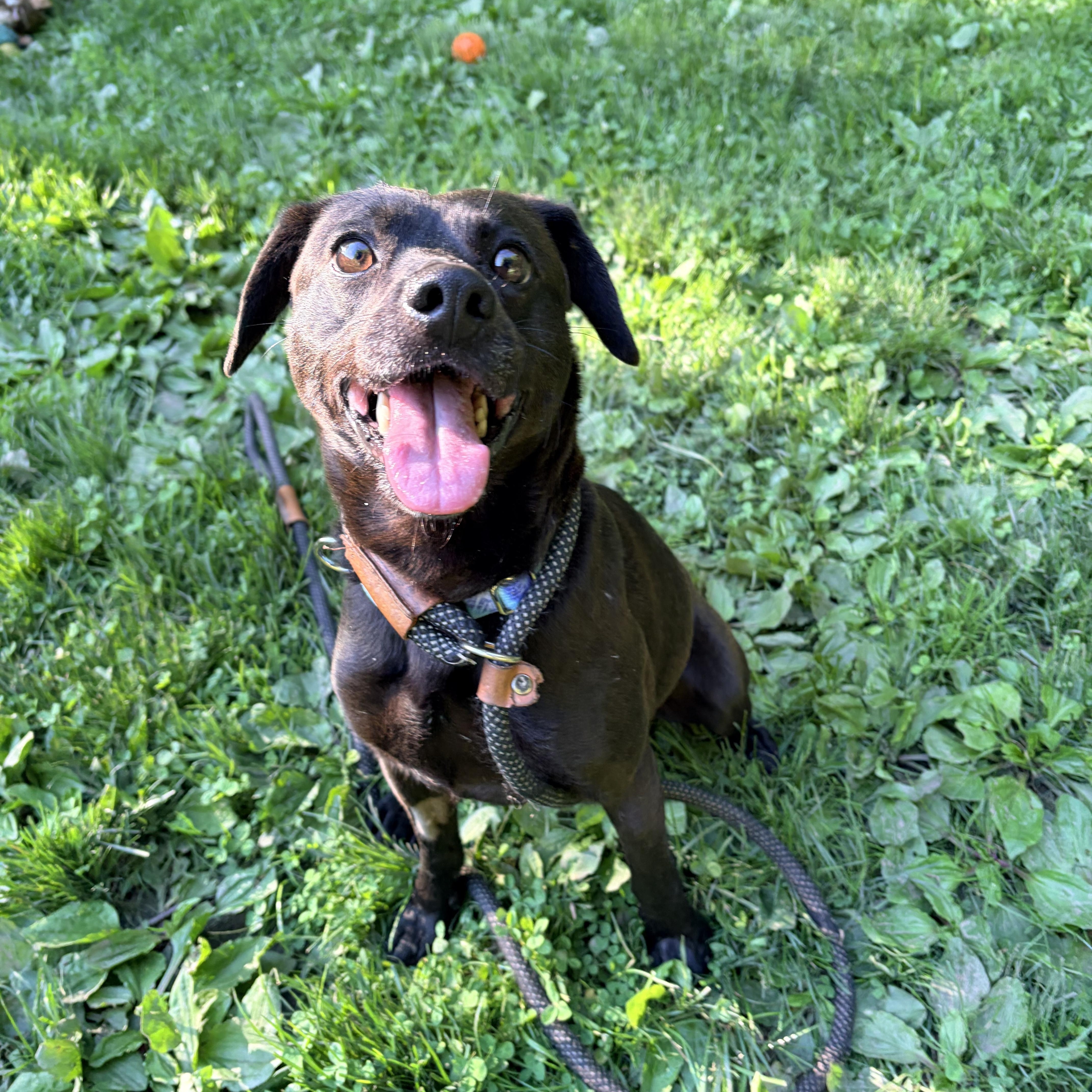 Enlarge Wizard, a ADOPTABLE mixed breed in White Oak, PA image 5/6