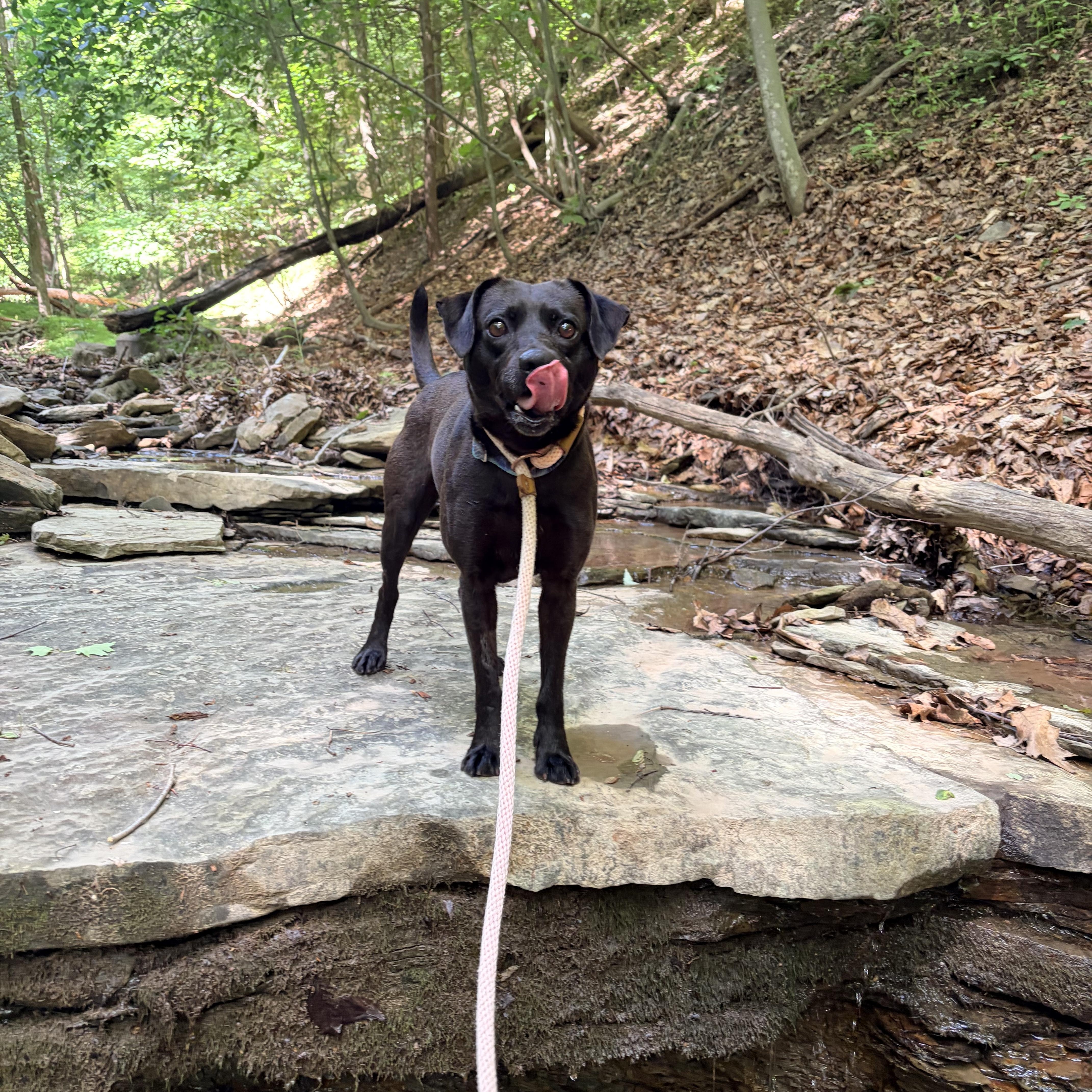 Enlarge Wizard, a ADOPTABLE mixed breed in White Oak, PA image 2/6