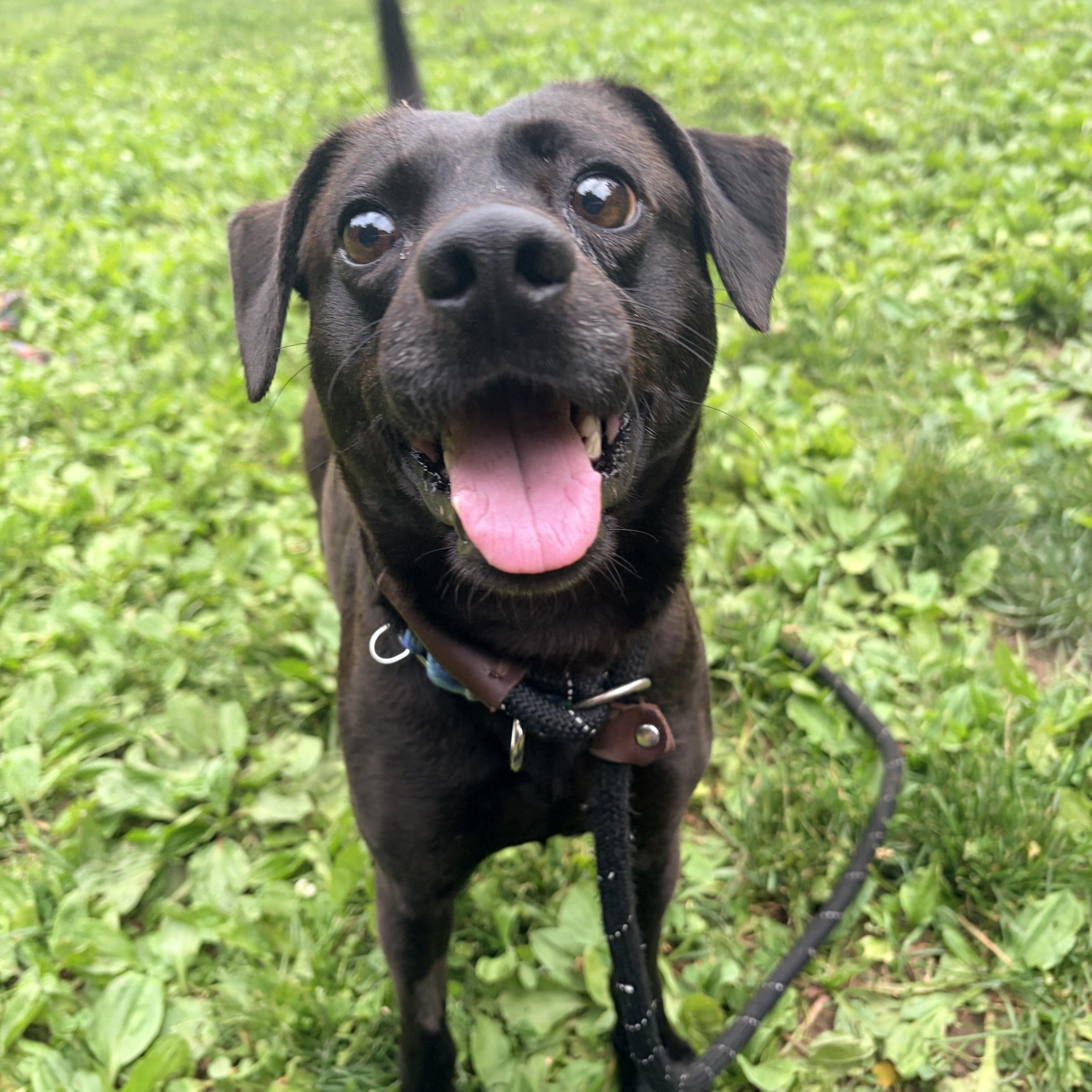 Enlarge Wizard, a ADOPTABLE mixed breed in White Oak, PA image 1/6
