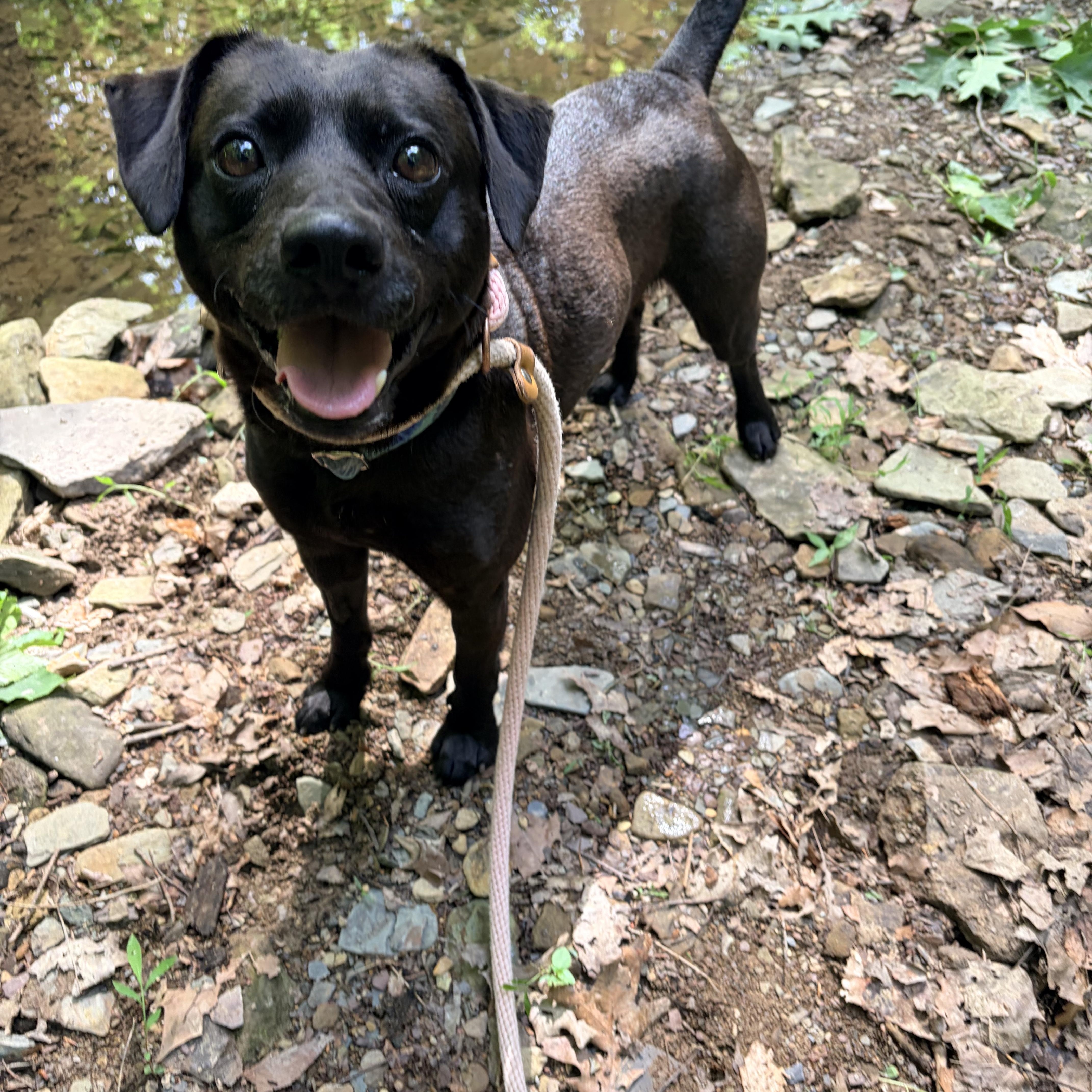 Enlarge Wizard, a ADOPTABLE mixed breed in White Oak, PA image 4/6