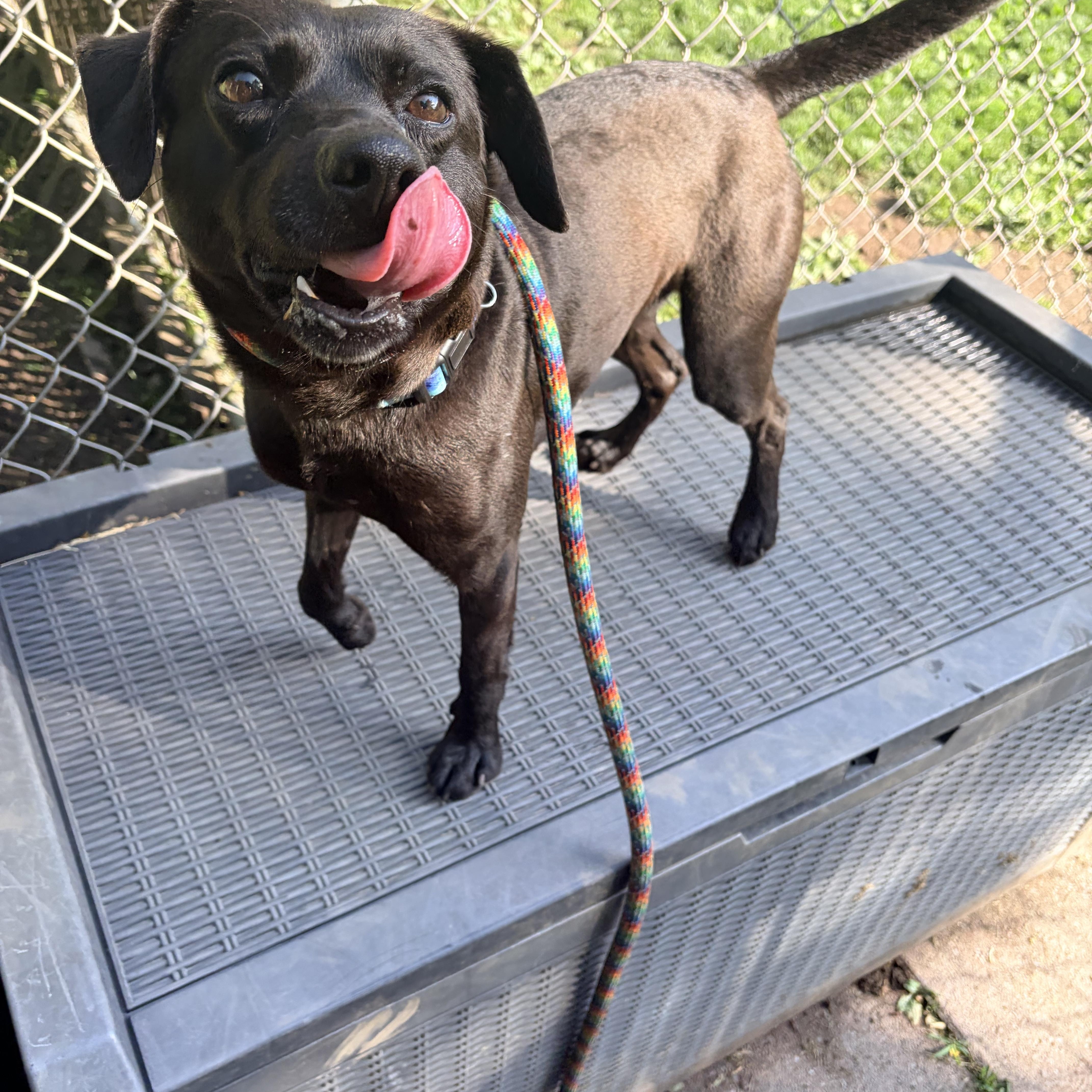 Enlarge Wizard, a ADOPTABLE mixed breed in White Oak, PA image 3/6