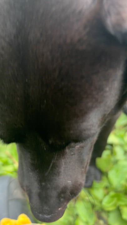 Enlarge Wizard, a ADOPTABLE mixed breed in White Oak, PA video 6/6