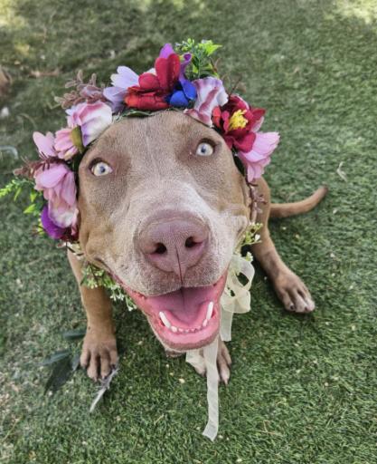 Mona Lovey the Baby Faced Angel, Adoptable, Adult Female Pit Bull Terrier & American Staffordshire Terrier.
