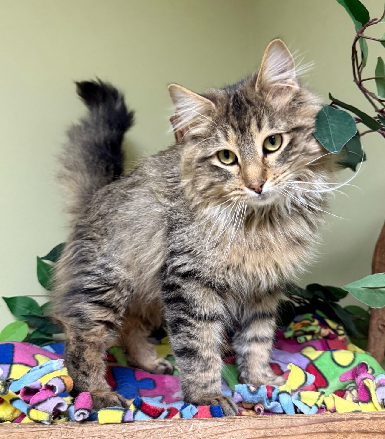 Louie, an adopted Domestic Long Hair in Hastings, NE image 3/4