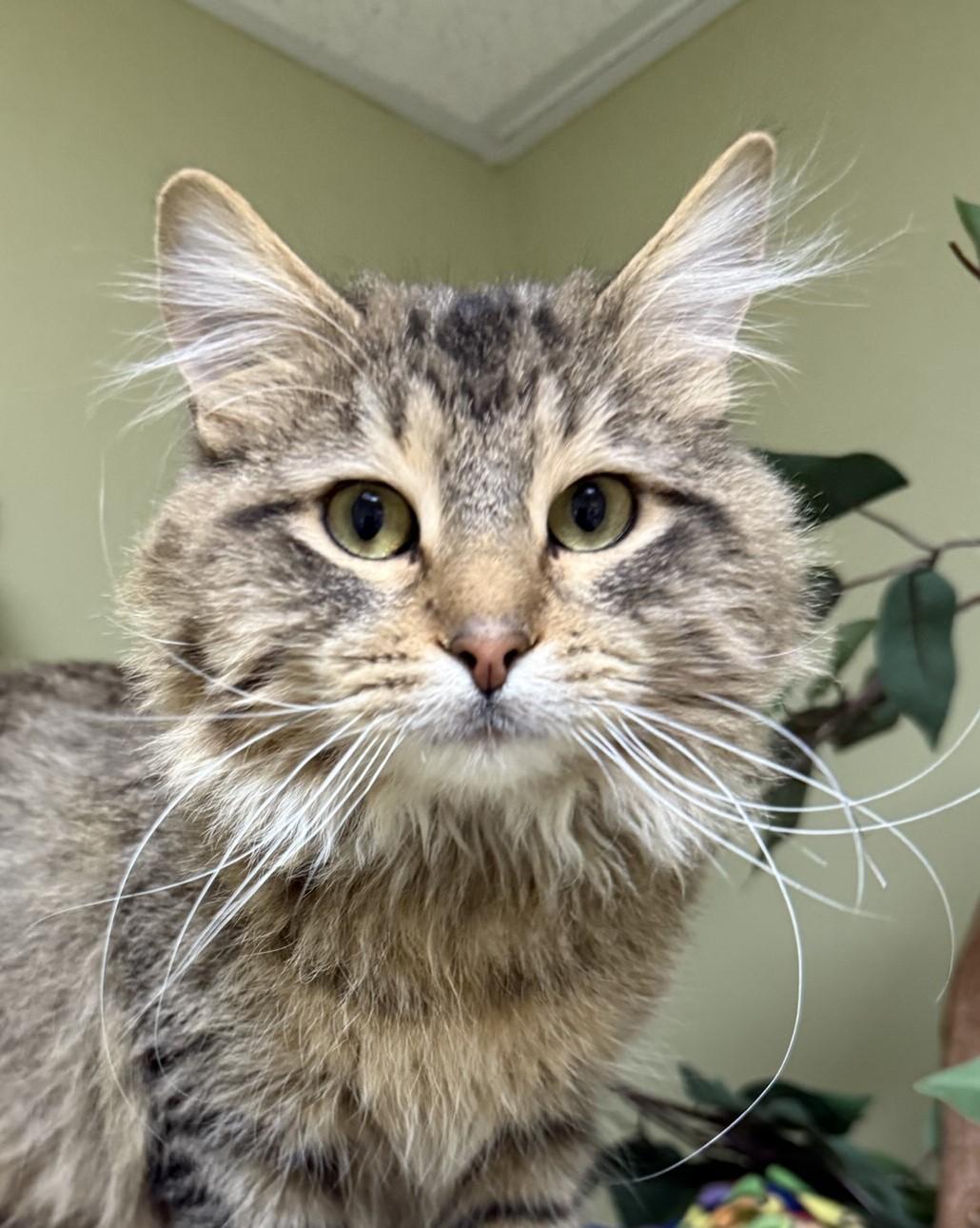 Louie, adopted, Adult Male Domestic Long Hair.