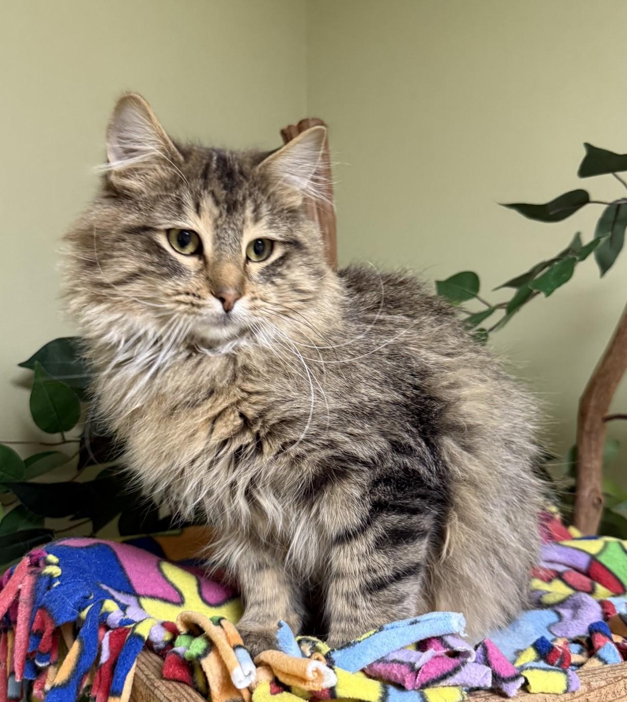 Louie, an adopted Domestic Long Hair in Hastings, NE image 4/4