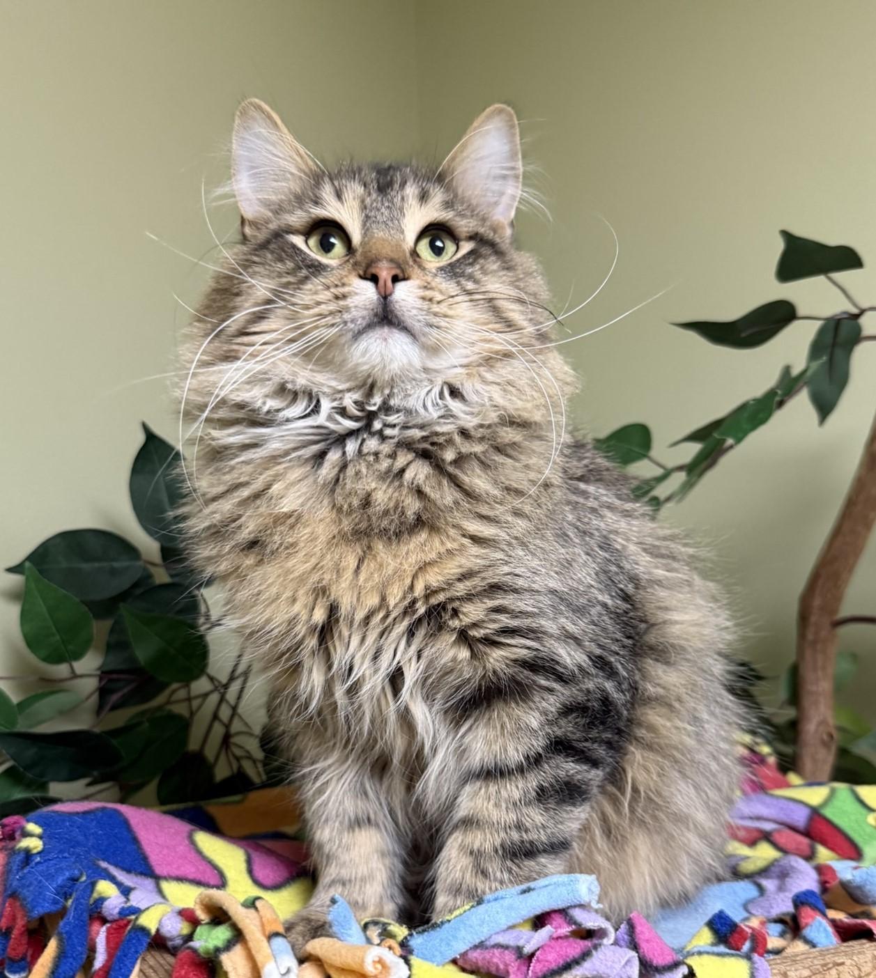 Louie, an adopted Domestic Long Hair in Hastings, NE image 2/4