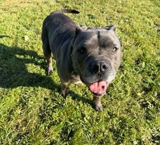 Bruce, a ADOPTABLE mixed breed in Reedsport, OR image 3/6