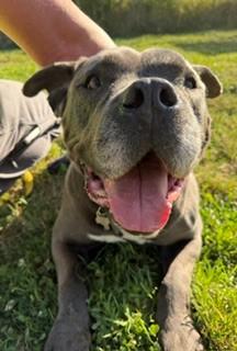 Bruce, a ADOPTABLE mixed breed in Reedsport, OR image 2/6