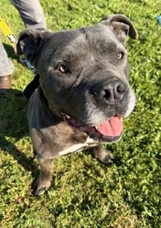 Bruce, a ADOPTABLE mixed breed in Reedsport, OR image 4/6