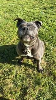 Bruce, a ADOPTABLE mixed breed in Reedsport, OR image 6/6