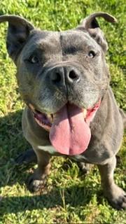 Bruce, a ADOPTABLE mixed breed in Reedsport, OR image 1/6