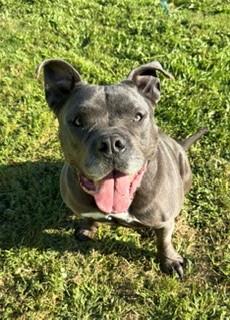 Bruce, a ADOPTABLE mixed breed in Reedsport, OR image 5/6