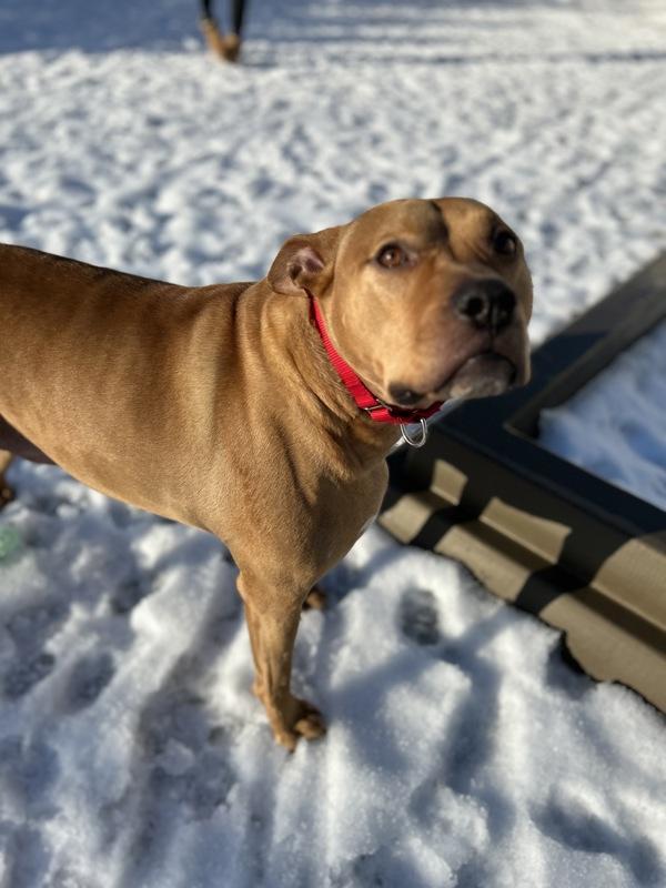 Igor, Adoptable, Adult Male Pit Bull Terrier.