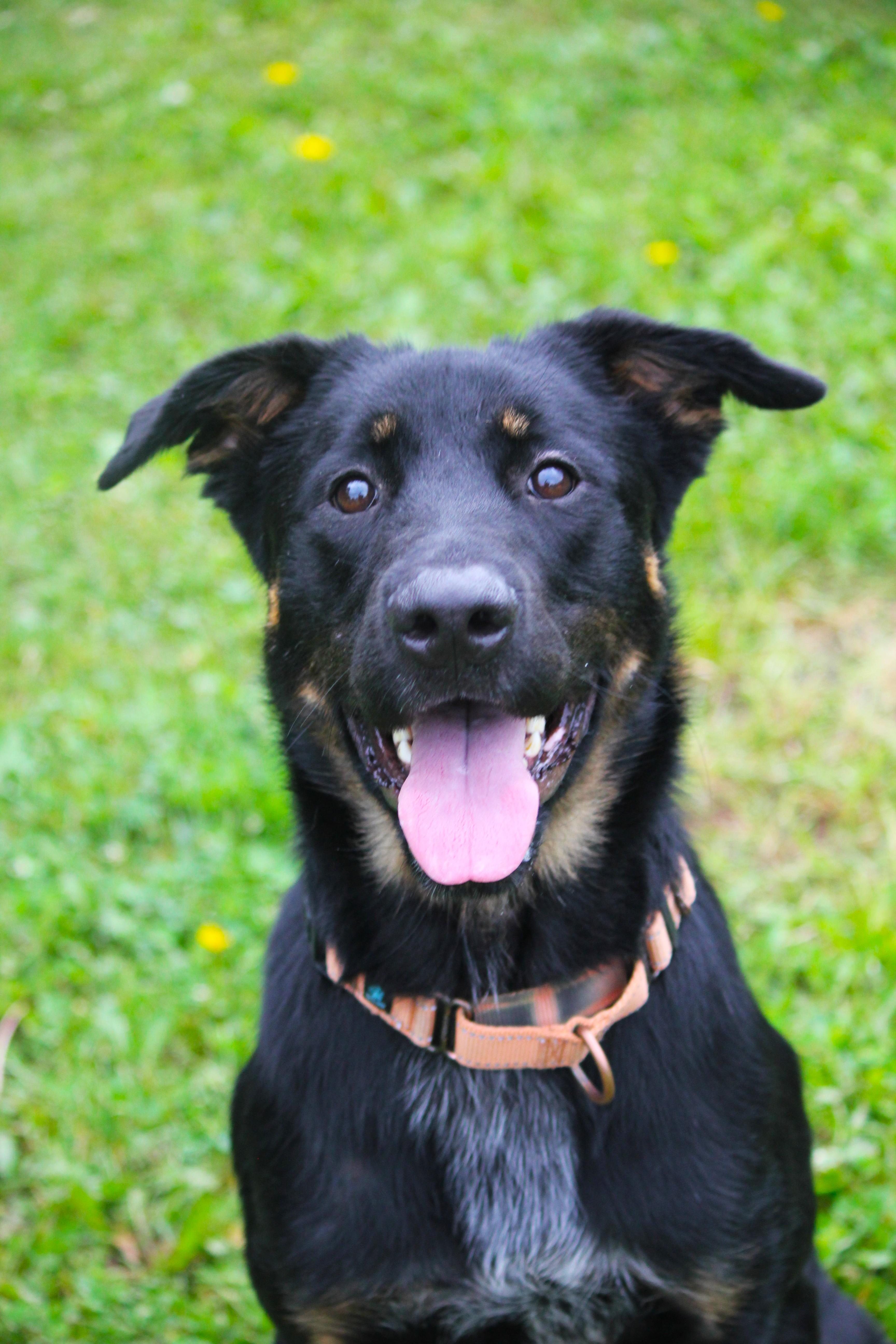 Enlarge Desoto, a ADOPTABLE mixed breed in Hayward, WI image 1/3