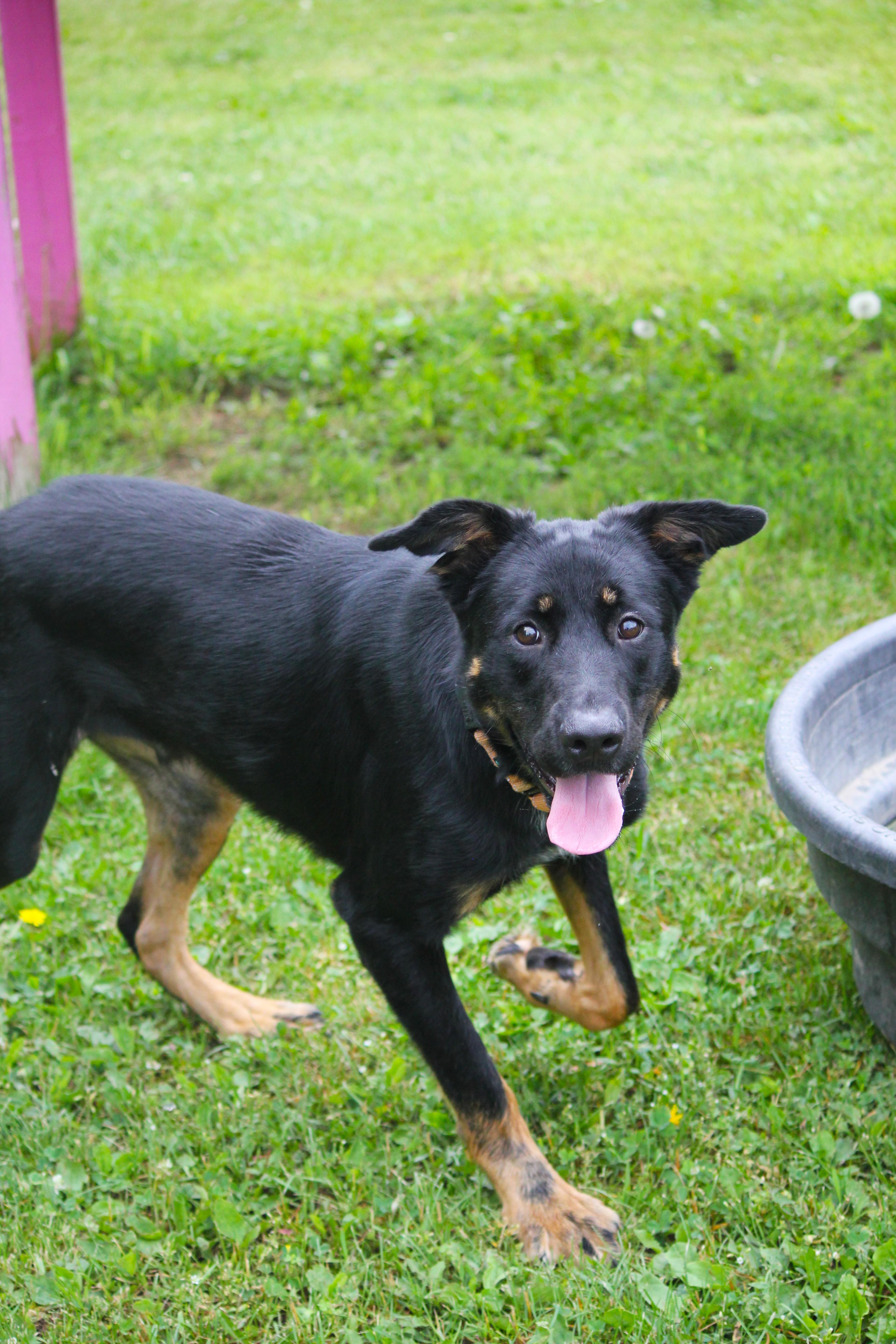 Enlarge Desoto, a ADOPTABLE mixed breed in Hayward, WI image 3/3