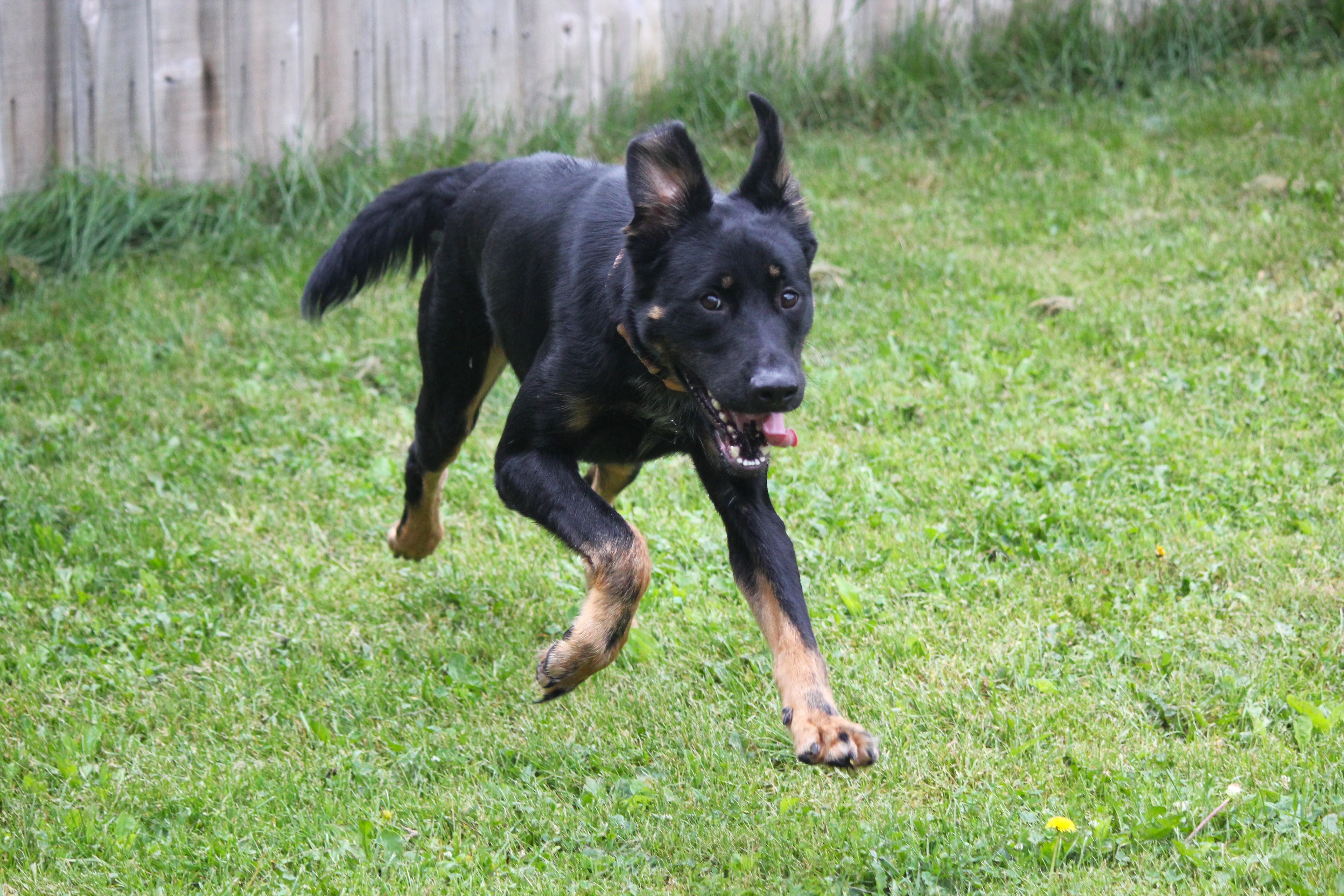 Enlarge Desoto, a ADOPTABLE mixed breed in Hayward, WI image 2/3