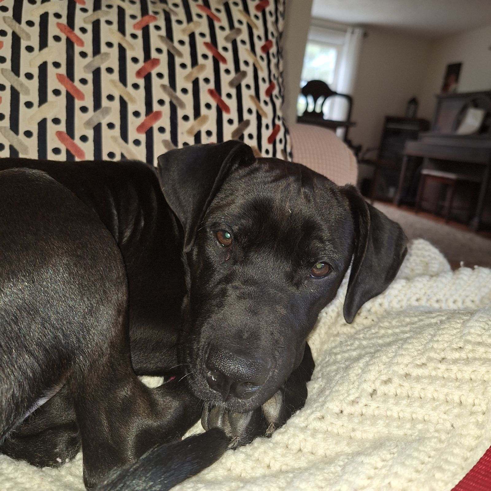 Linc