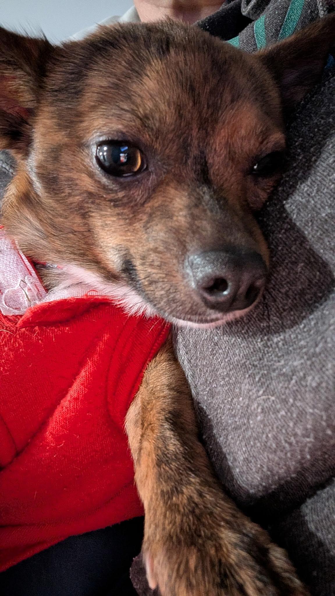 Enlarge Milo, a Adopted mixed breed in East Lansing, MI image 3/4