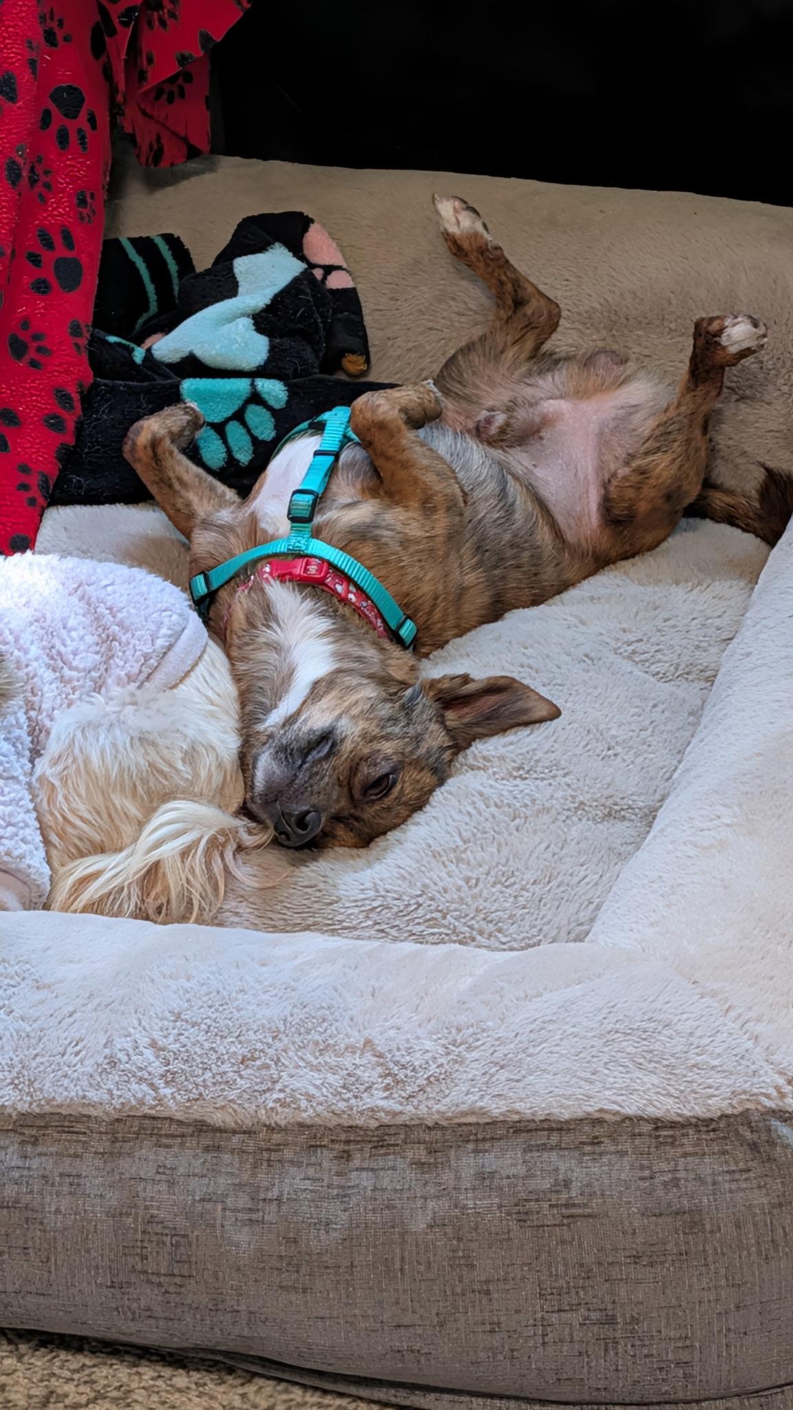 Enlarge Milo, a Adopted mixed breed in East Lansing, MI image 4/4