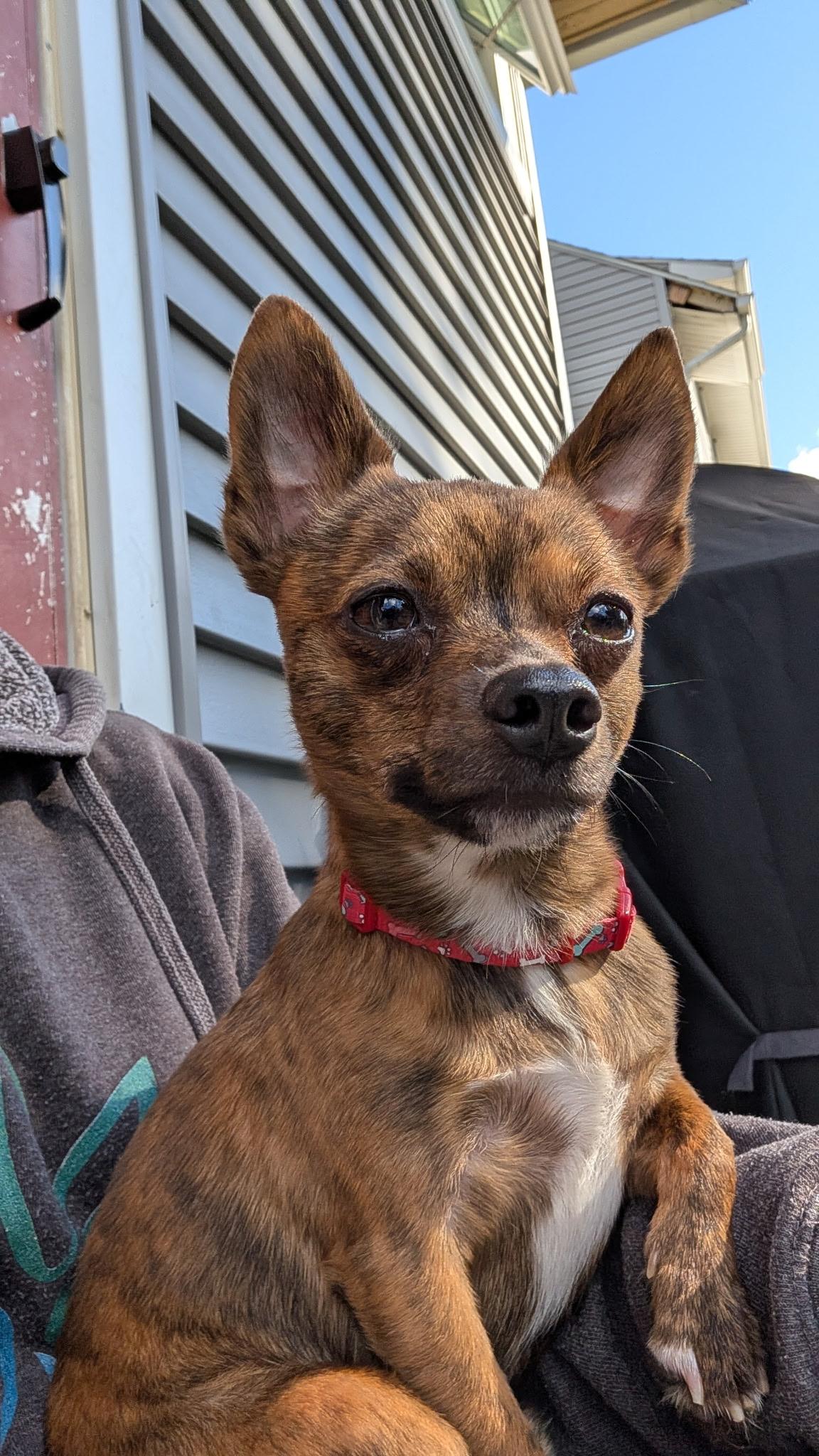 Milo, Adopted, Young Male Chihuahua.