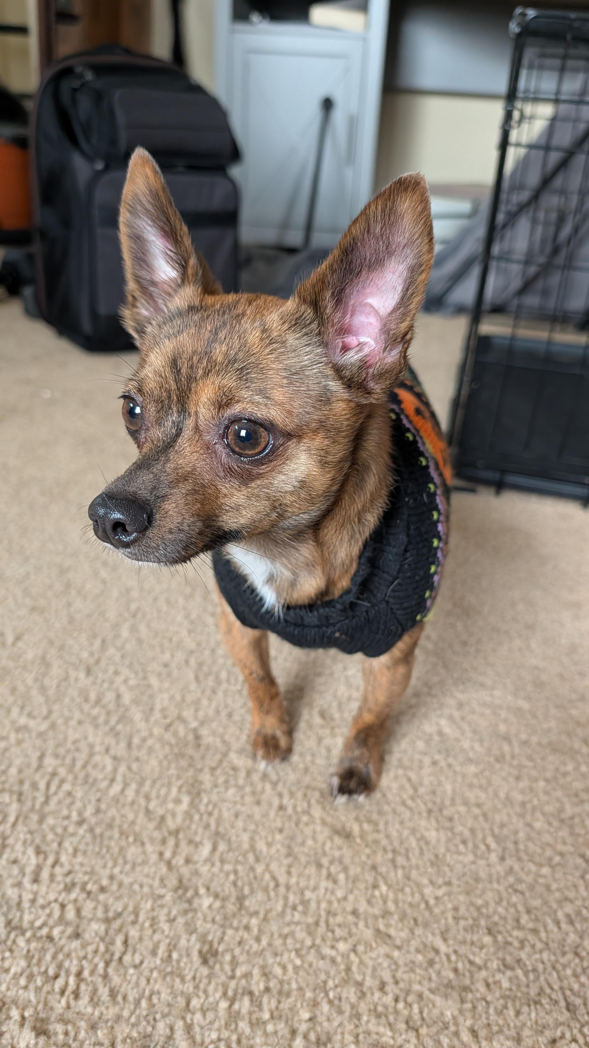 Enlarge Milo, a Adopted mixed breed in East Lansing, MI image 2/4