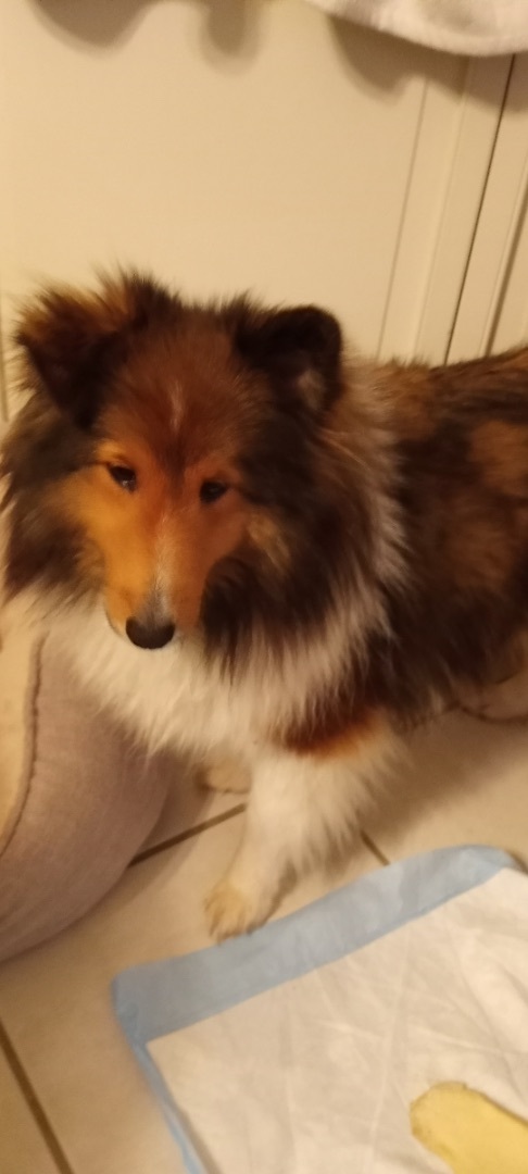 Enlarge Emma, a Adoptable Shetland Sheepdog / Sheltie image 2/9