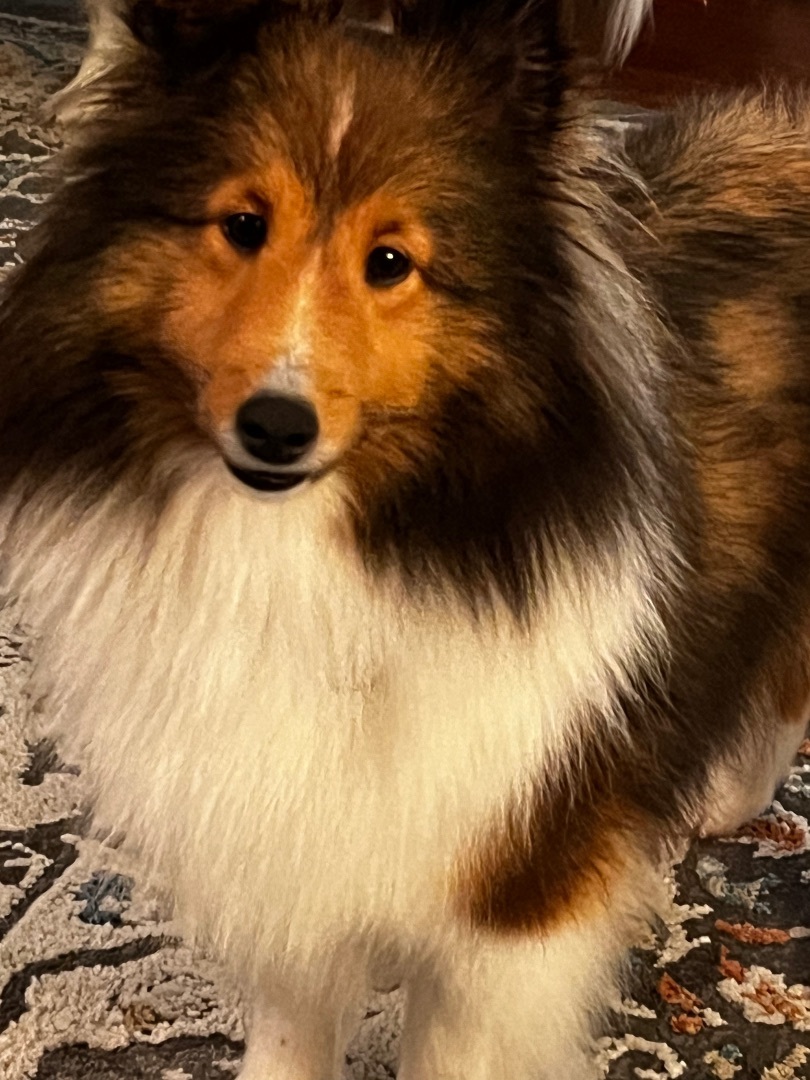 Enlarge Emma, a Adoptable Shetland Sheepdog / Sheltie image 3/9