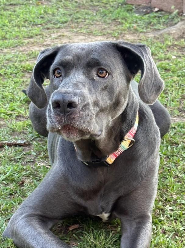Enlarge Stella, a ADOPTABLE mixed breed in Joppa, AL image 2/4