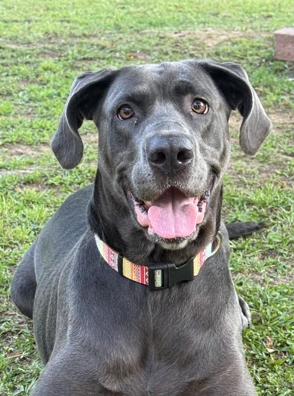 Enlarge Stella, a ADOPTABLE mixed breed in Joppa, AL image 3/4
