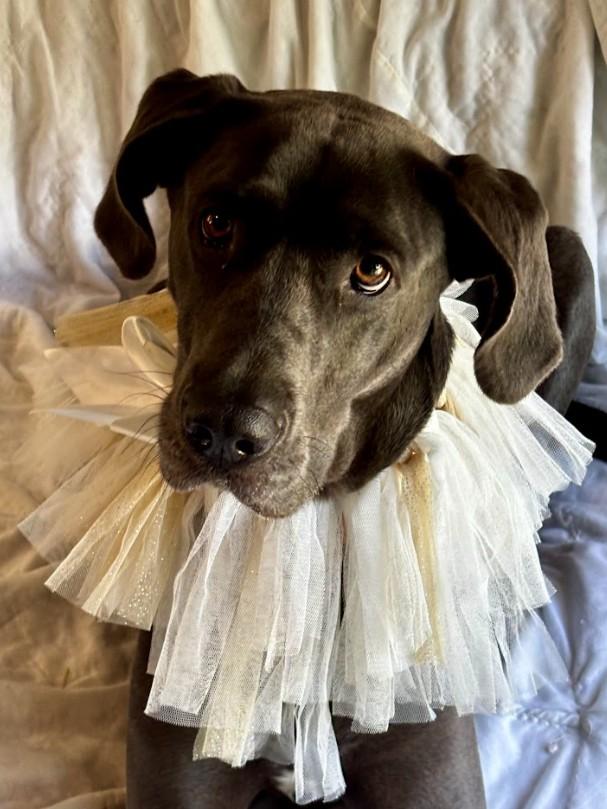 Stella, an adopted mixed breed in Joppa, AL image 5/5