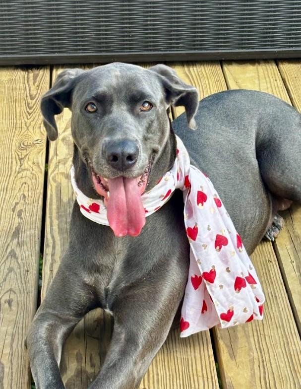 Stella, adopted, Adult Female Great Dane & Labrador Retriever.