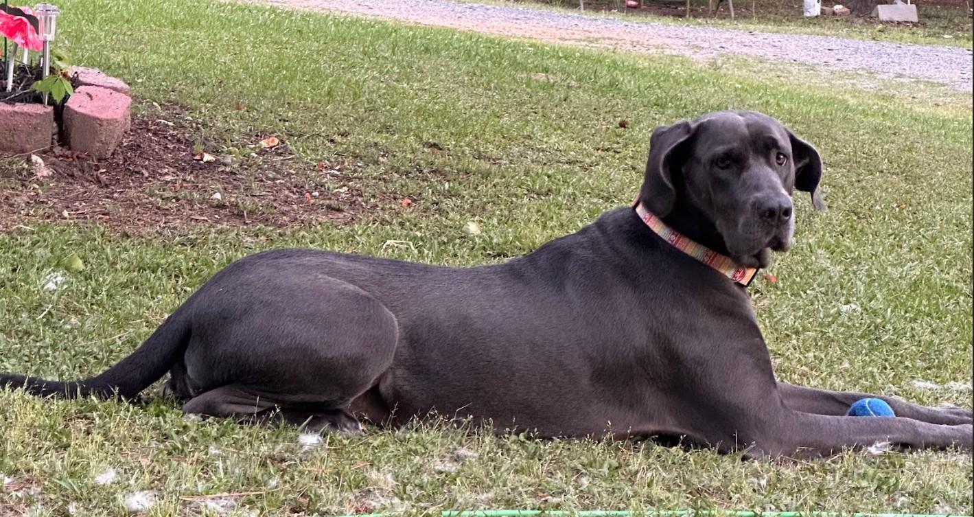 Enlarge Stella, a ADOPTABLE mixed breed in Joppa, AL image 4/4