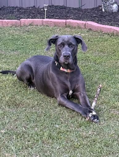 Enlarge Stella, a ADOPTABLE mixed breed in Joppa, AL image 1/4