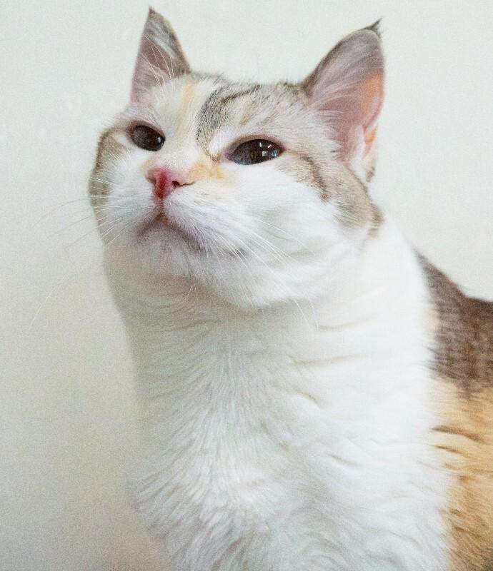 Luna Bear, Adoptable, Senior Female Domestic Short Hair.