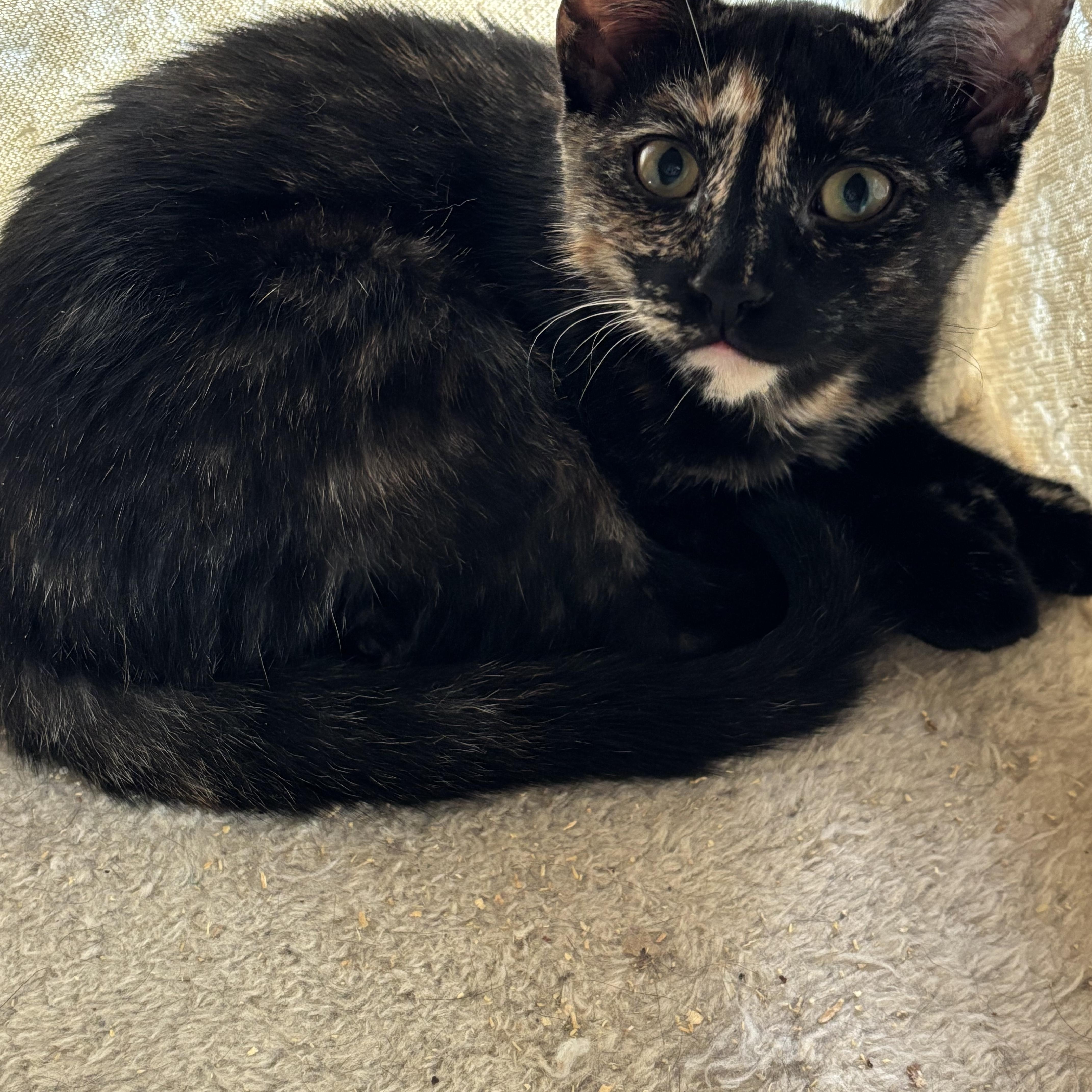 Luce, a Adoptable Domestic Short Hair in Norwalk, CT image 2/2