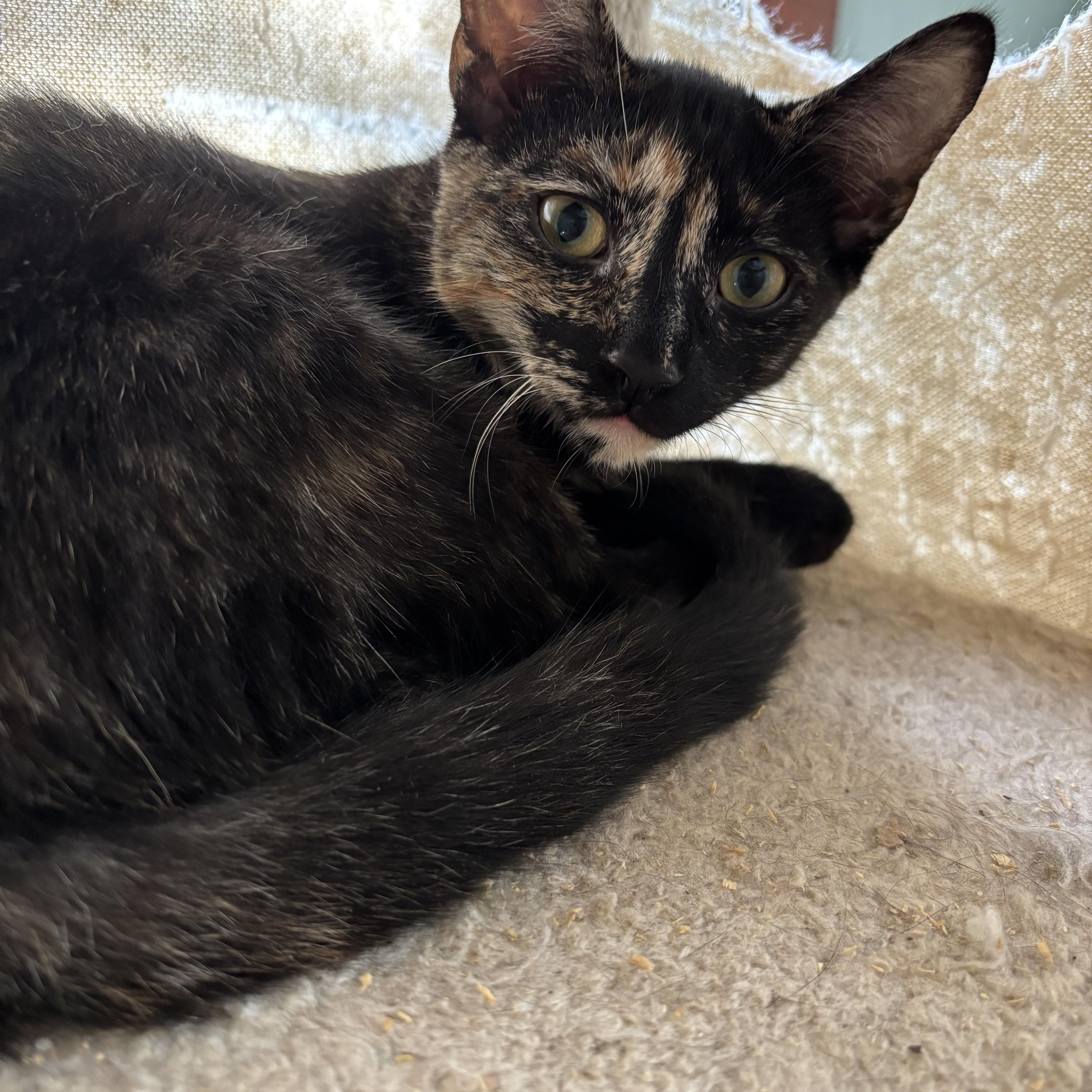 Luce, Adoptable, Kitten Female Domestic Short Hair.