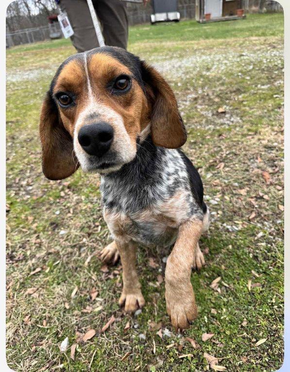 Enlarge Peabody, an adopted Beagle in Boiling Springs, PA image 2/2
