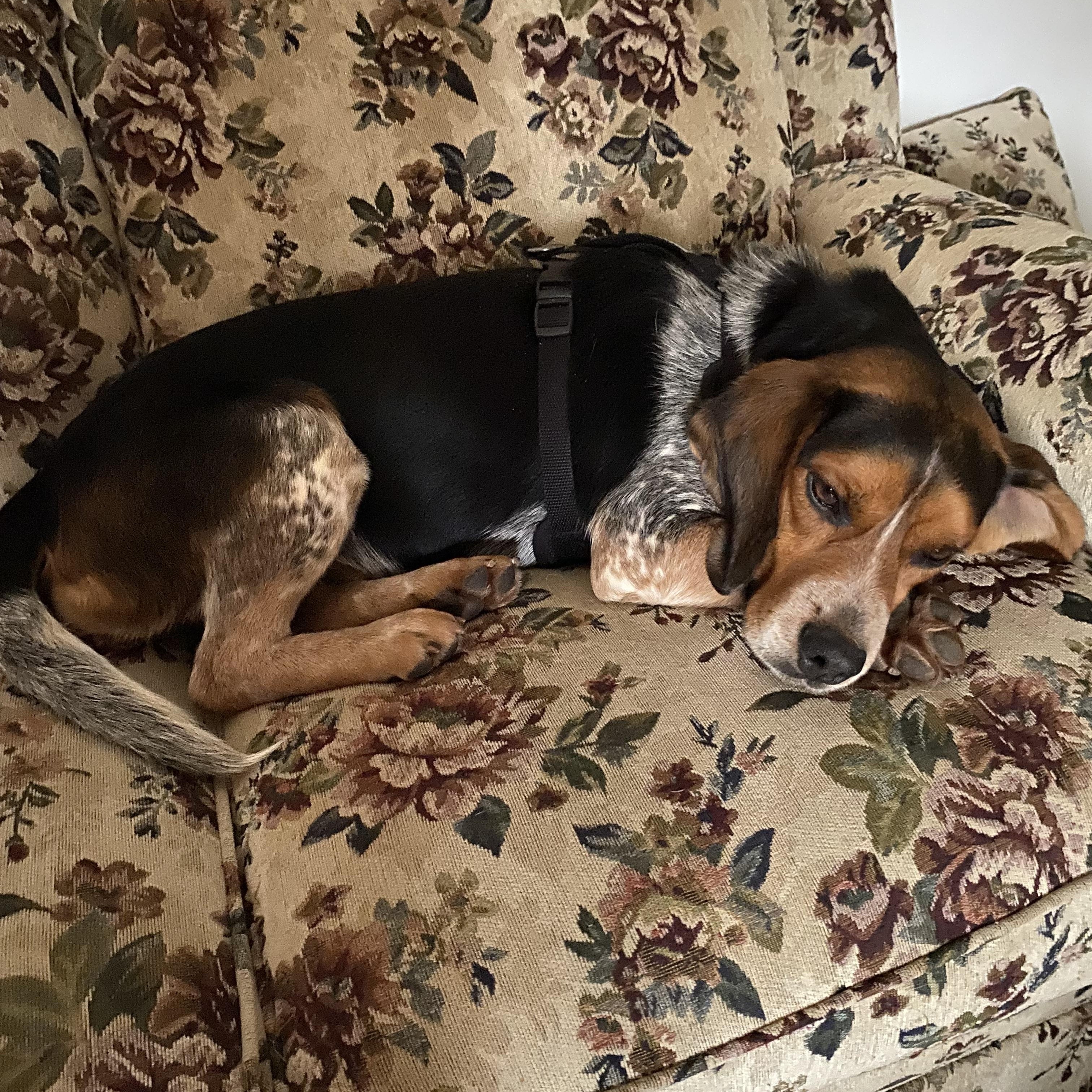 Enlarge Peabody, an adopted Beagle in Boiling Springs, PA image 1/2