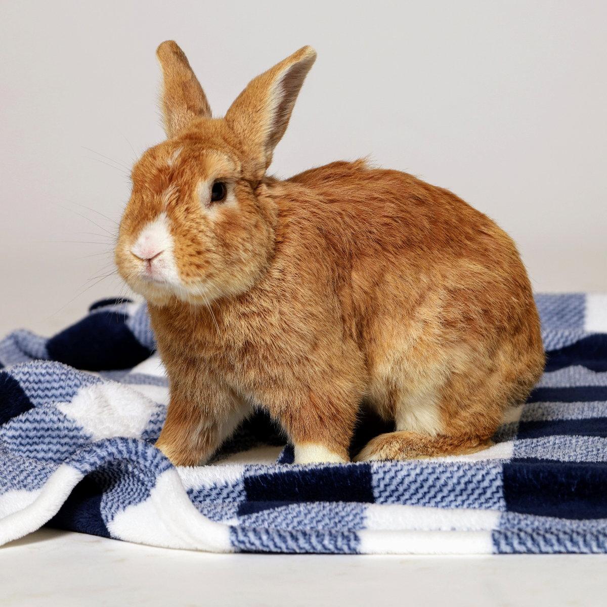 Hobbes, Adopted, Young Male American.
