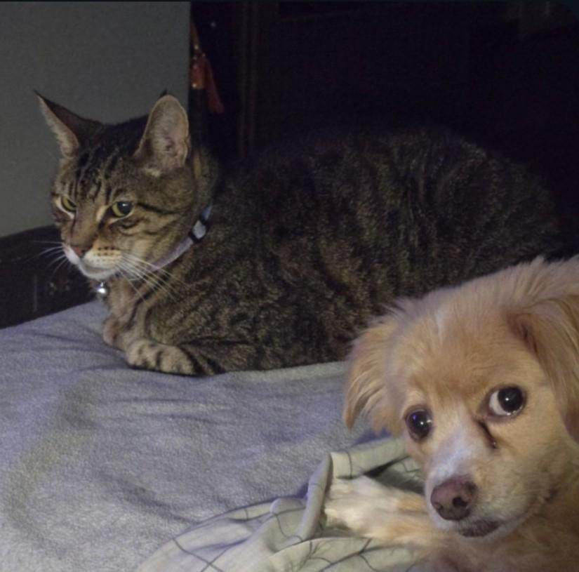 Allegra, Adoptable, Senior Male Domestic Short Hair.