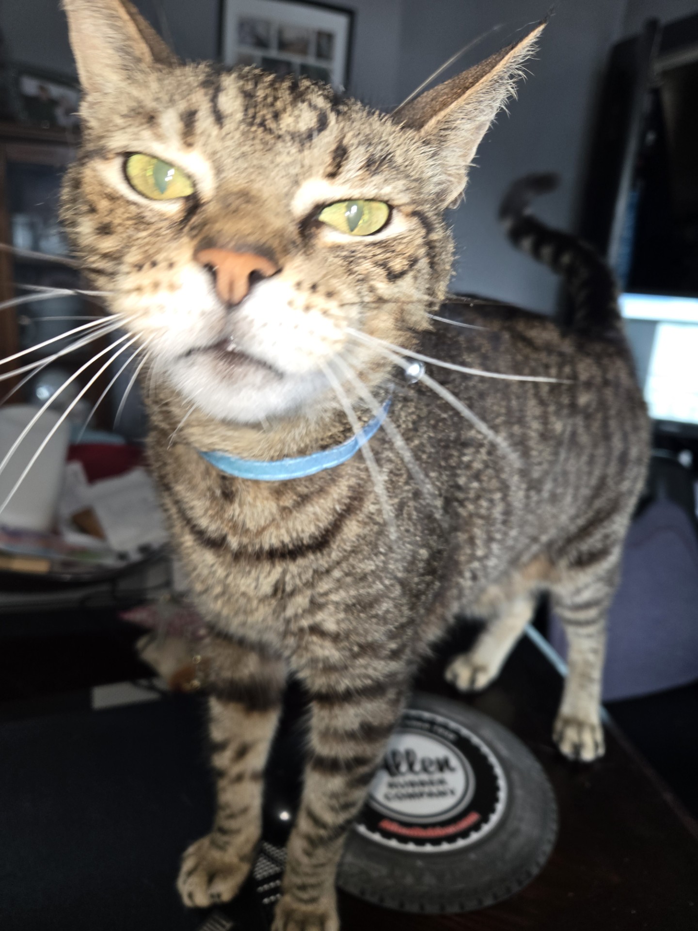 Allegra, a Adoptable Domestic Short Hair in Philadelphia, PA image 3/4