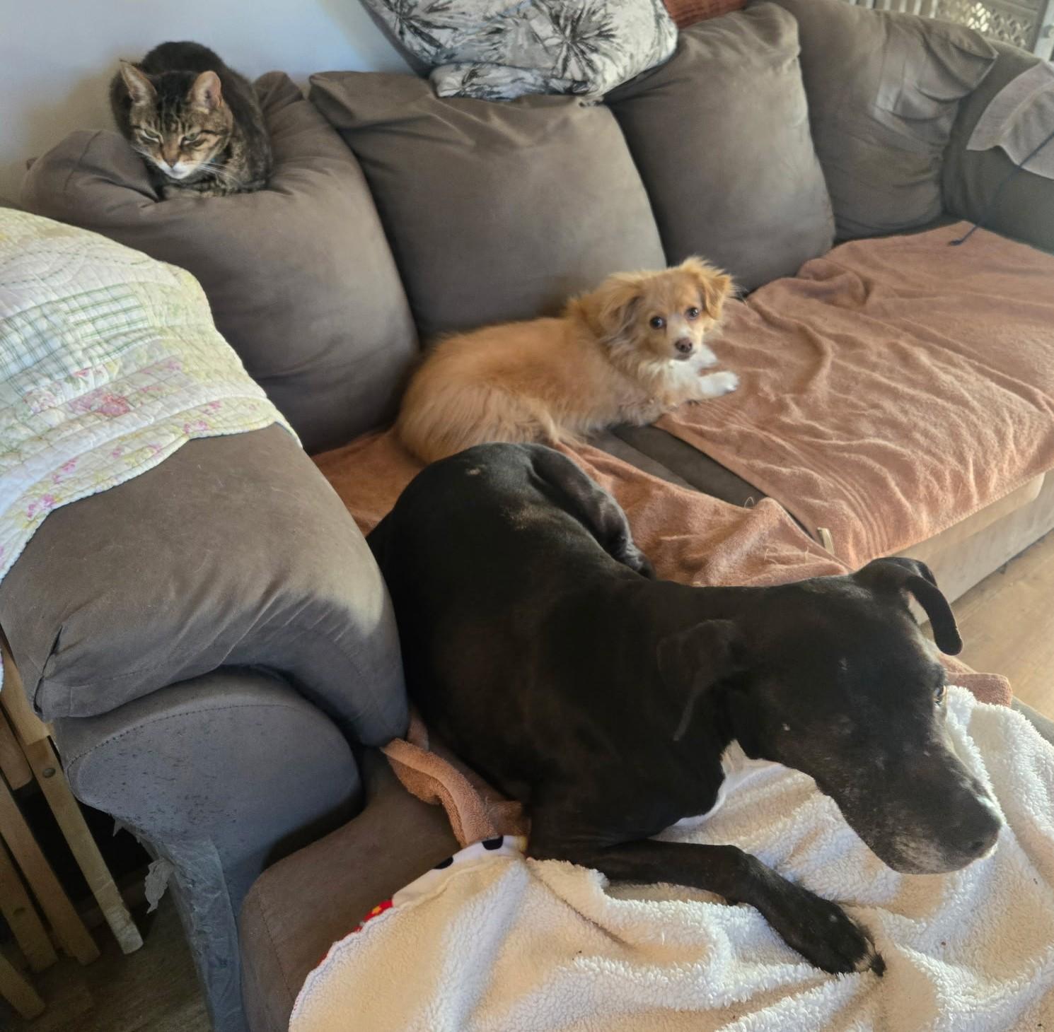 Allegra, a Adoptable Domestic Short Hair in Philadelphia, PA image 4/4