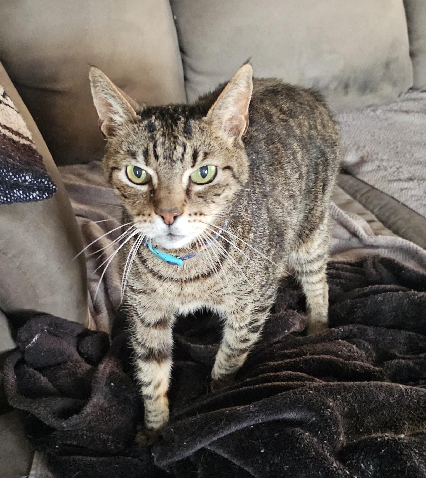 Allegra, Adoptable, Senior Male Domestic Short Hair.