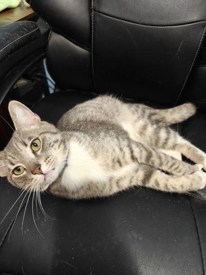 Poe, Adoptable, Adult Male Domestic Short Hair & Domestic Short Hair.