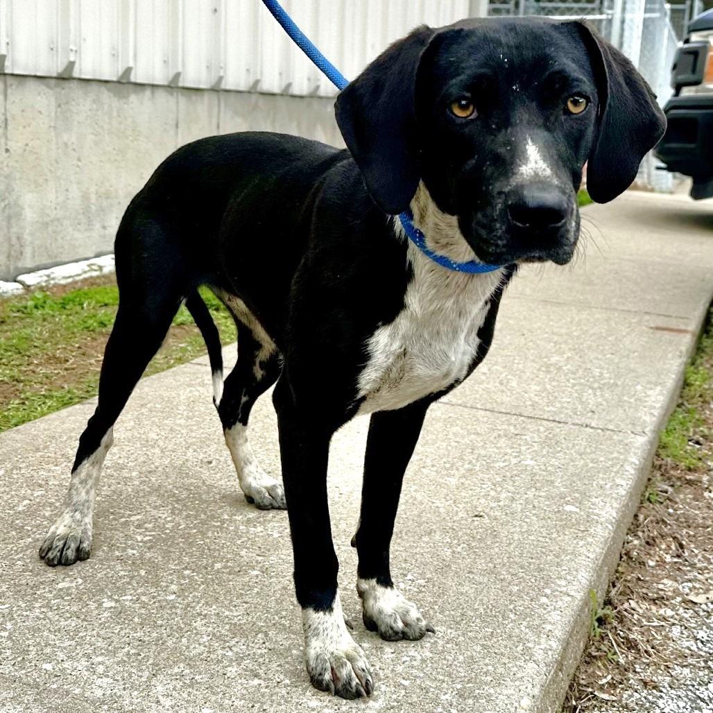 Caroline Belle, Adoptable, Adult Female Mixed Breed.