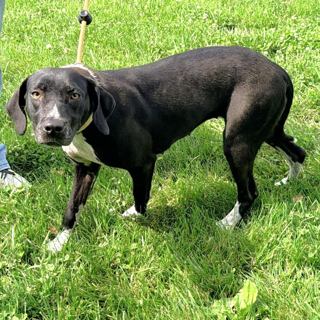 Caroline Belle, a Adoptable Mixed Breed in Warrensburg, MO image 2/3