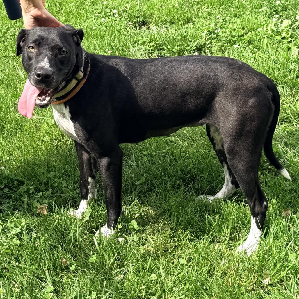 Caroline Belle, a Adoptable Mixed Breed in Warrensburg, MO image 3/3