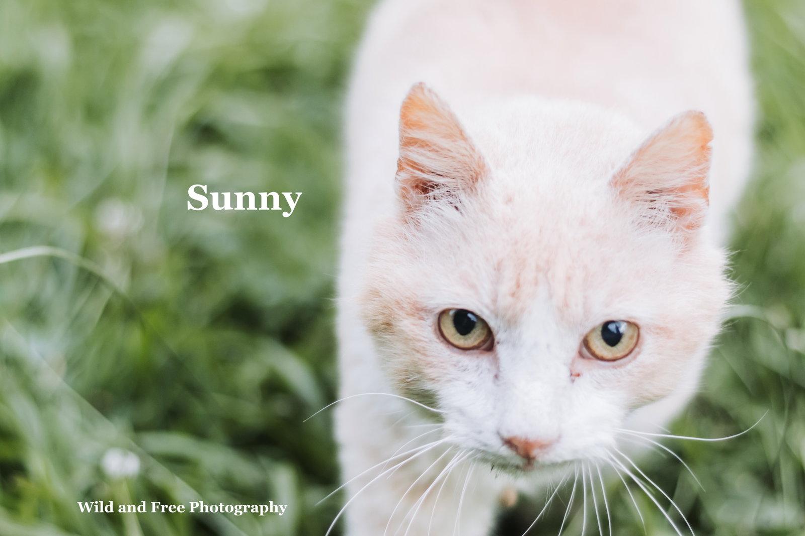 Sunny, Adoptable, Senior Male Domestic Short Hair.
